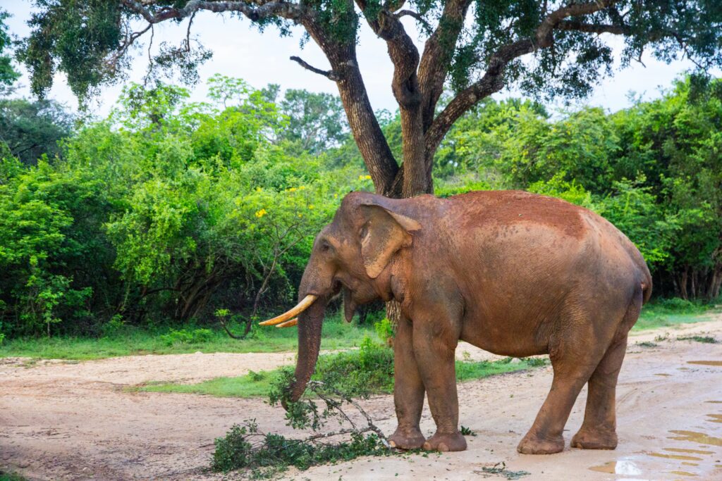 elephant-eating-tree-branches-yala-national-park-2022-11-16-12-28-38-utc