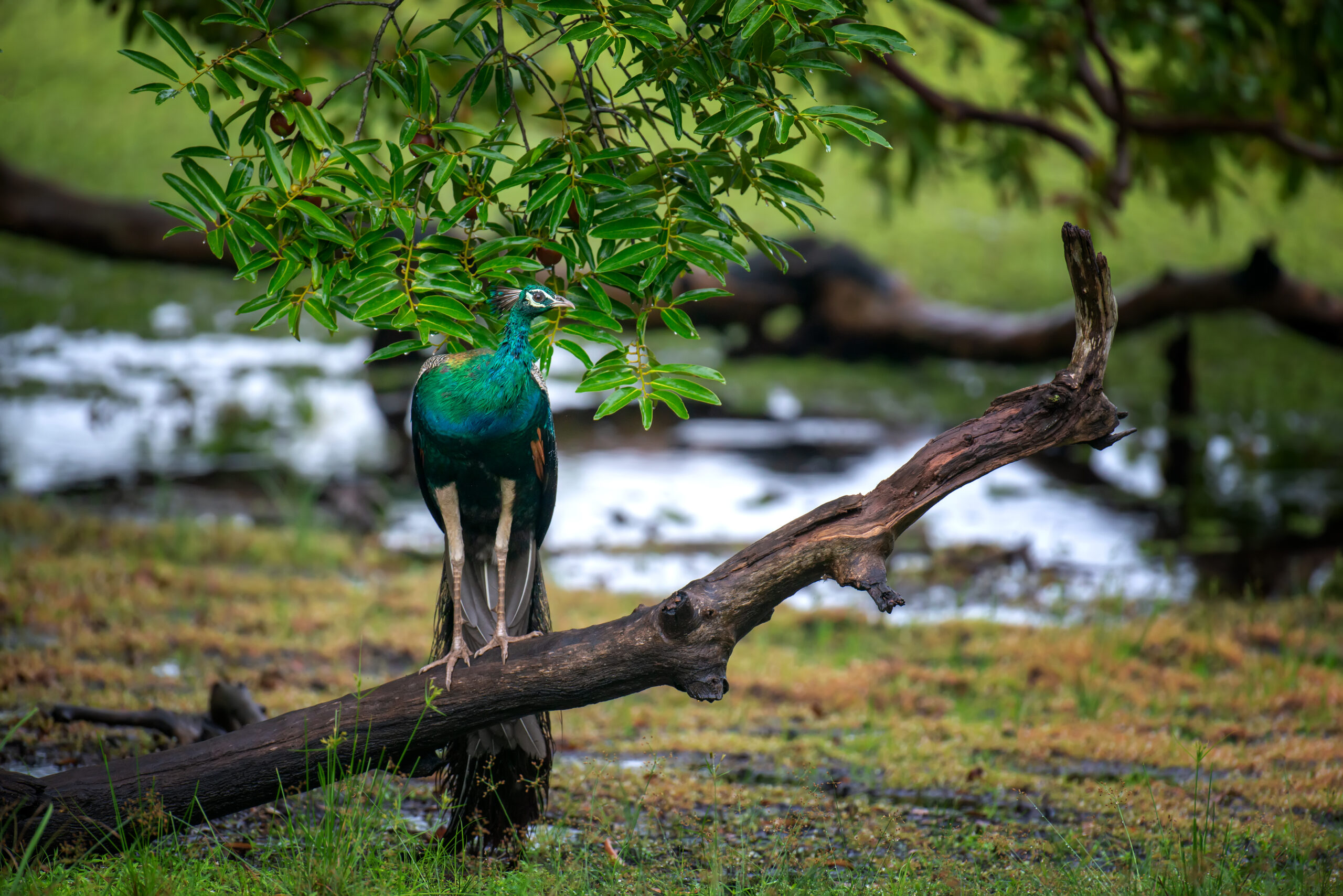 Portrait of beautiful peacock in Sri Lanka