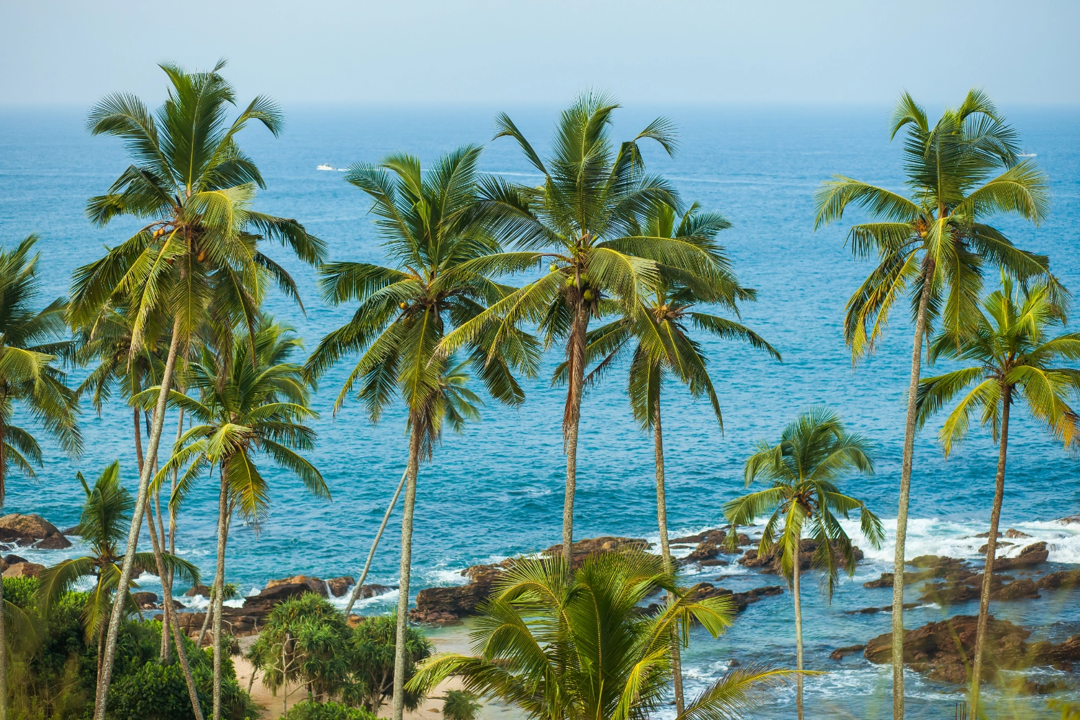 palm trees ocean