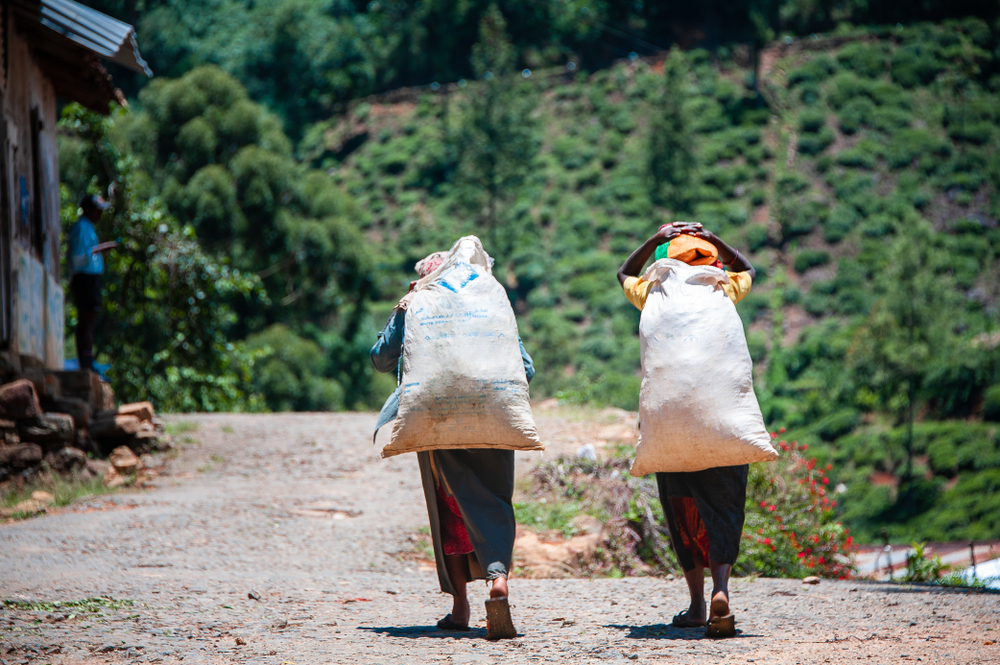 Sri,Lanka,,Tea,Plantation,Near,Nuwara,Eliya.,Two,Female,Tea