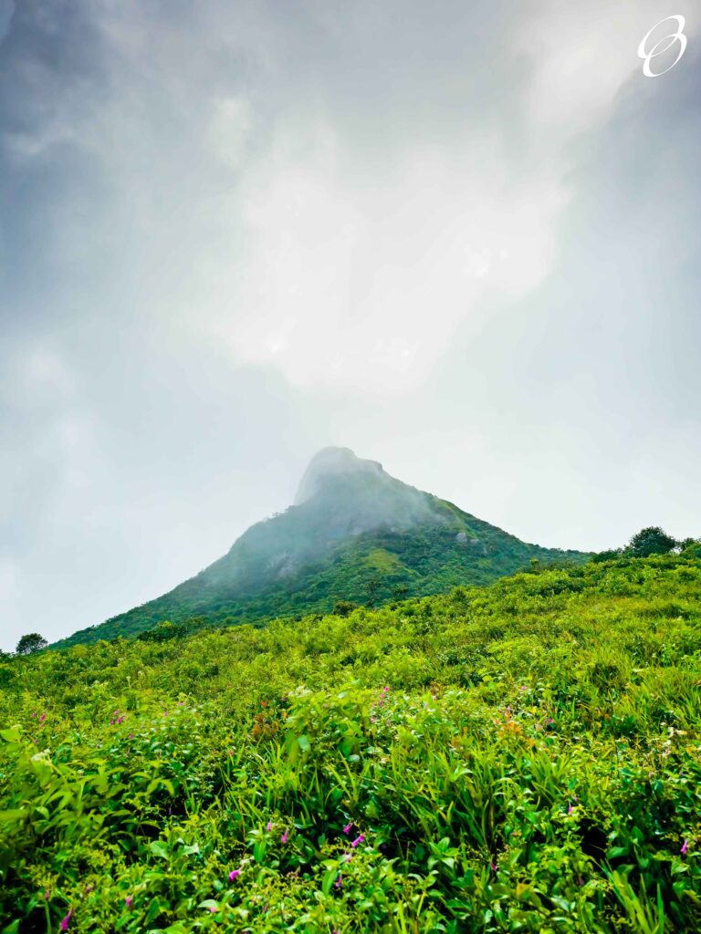 A lush, green grassy field with a dramatic mountain peak in the background shrouded in fog, Mauritius.