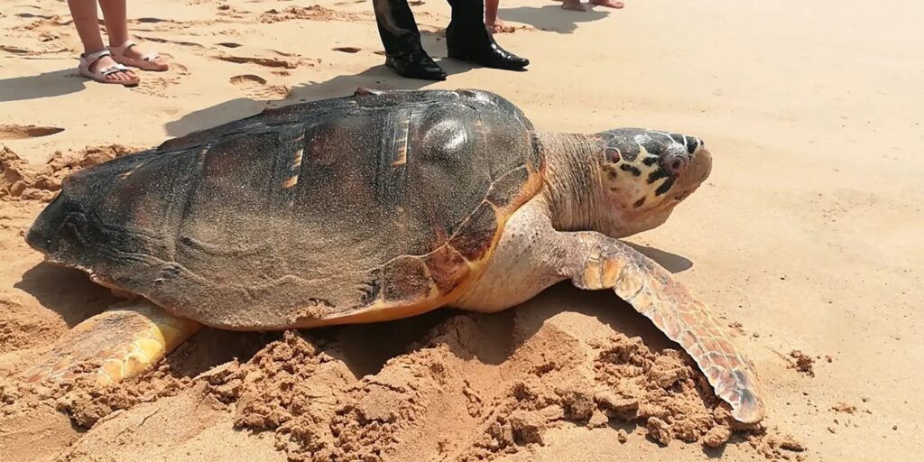 Sea-Turtle-Farm-Hatchery-koggala