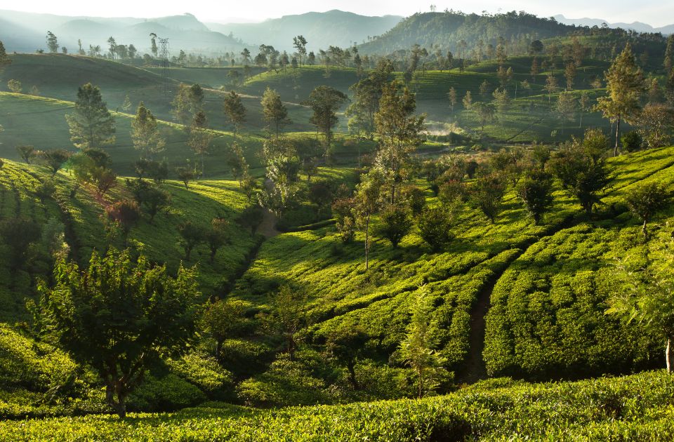 The-Story-Of-Ceylon-Tea-960x630-new