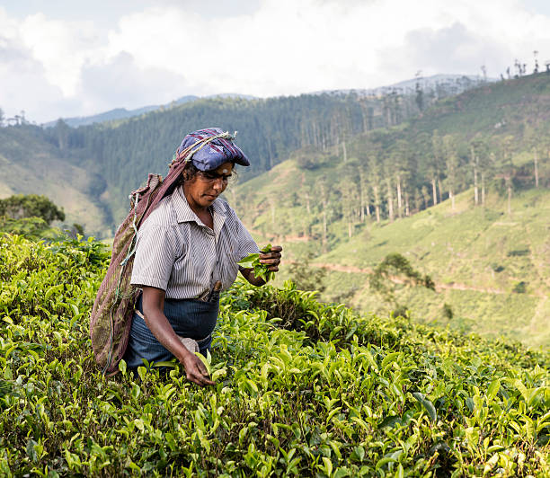 Hatton, Sri Lanka - December 16, 2015: Tea Picker in a tea estate near Hatton, Sri Lanka. Shown picking tea leaves and buds against a background of rolling hills and tea plantation on the far slope.