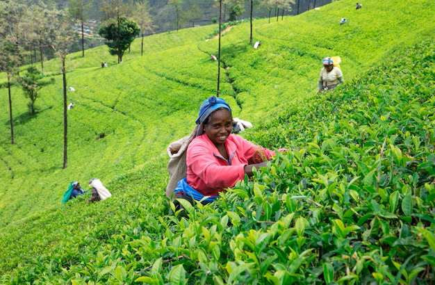 nuwara-eliya-sri-lanka-mach-13-female-tea-picker-tea-plantation-mackwoods-mach-13-2017-tea-industry_87394-16018