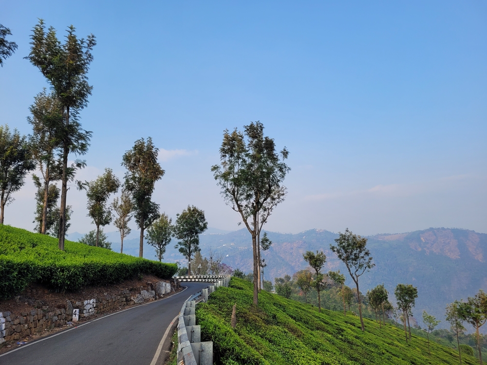 The,View,Of,A,Tea,Estate,In,South,India.