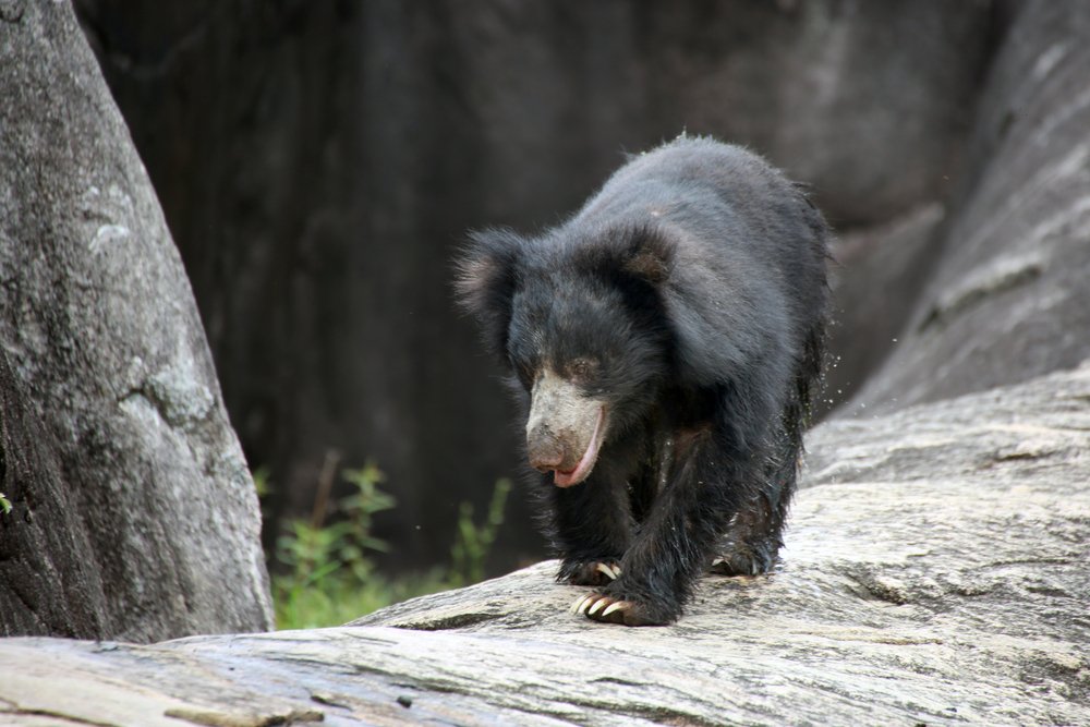 Sri,Lankan,Sloth,Bear,/,Bear