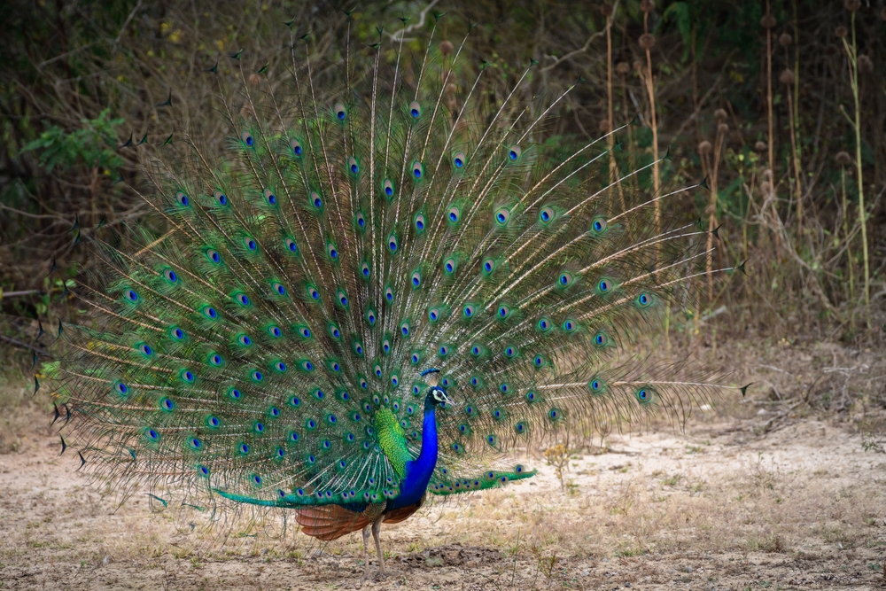 Amazing,Peacock,Dance,Display,At,Yala,National,Park,Close-up,Photograph.