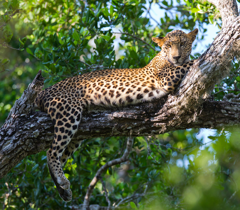 The,Leopard,Lies,On,A,Large,Tree,Branch.,Sri,Lanka.