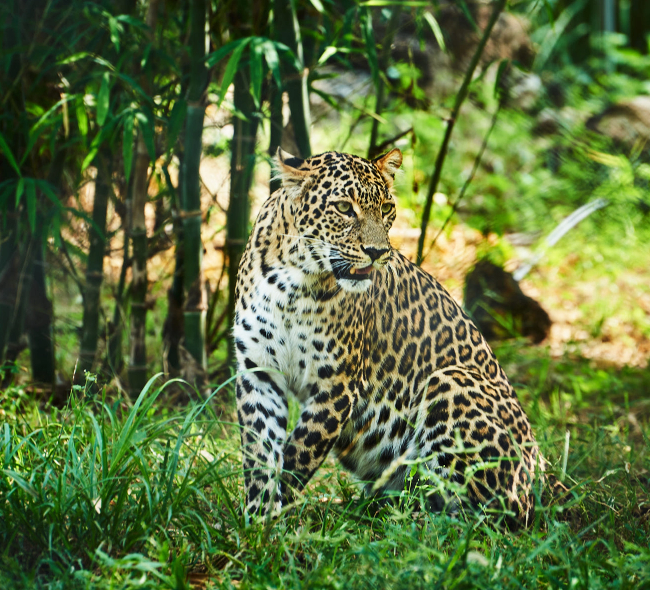 a magical botswana wildlife pictures 2026 09 21 19 31 47 utc