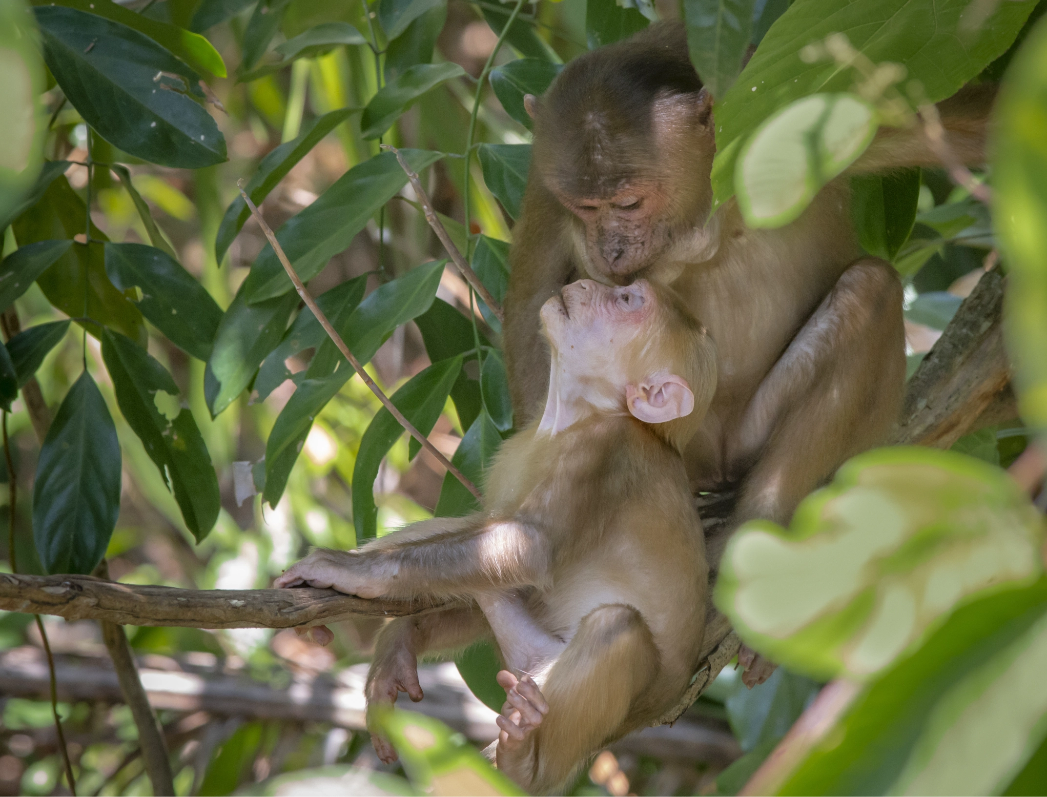 monkeys sitting tree branch