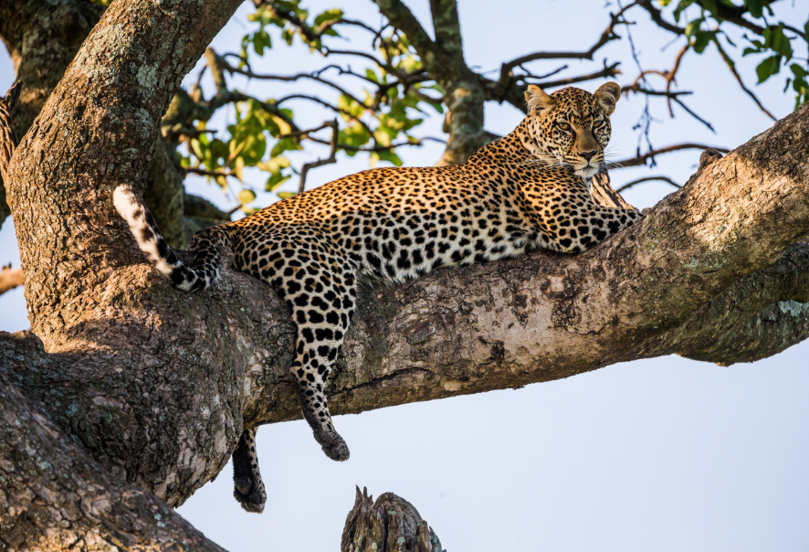 portrait leopard nature 1