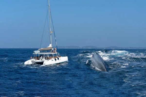 Dolphin & Whale Watching by Private Yacht