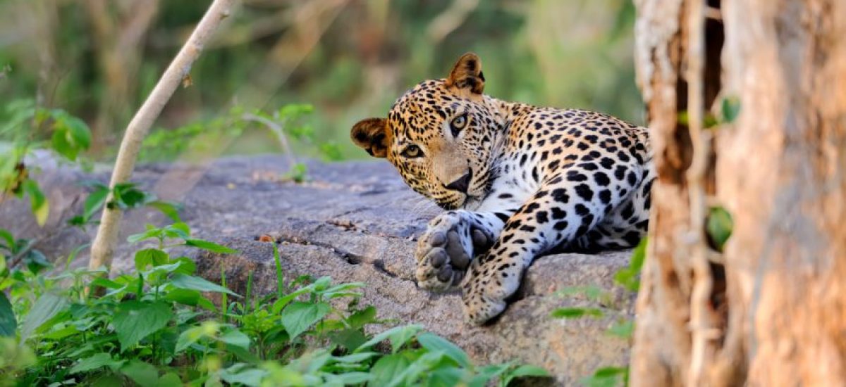 Sri-Lankan-Leopard-Lying-Down-850x459