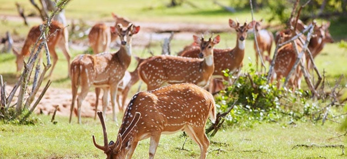 Wildlife-Sri-Lanka