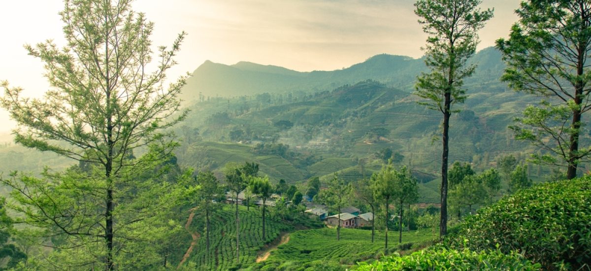 Aerial,View,Of,A,Green,Tea,Plantation,On,Hillside,Near