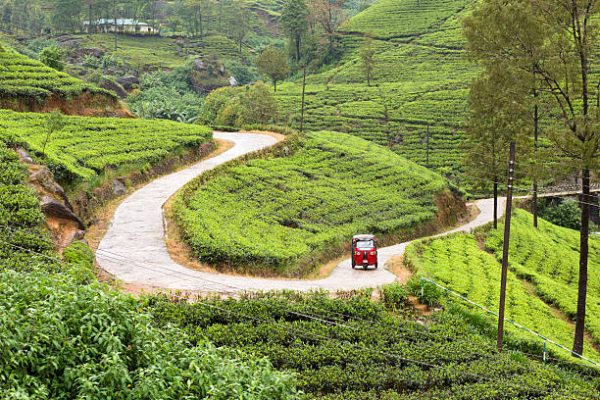 Ceylon Tea plantation, on serpentine red TukTuk, traditional taxi in Sri Lanka
