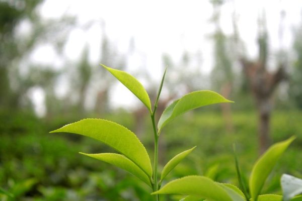 tea-leaf-1708955_960_720-e1563101027478