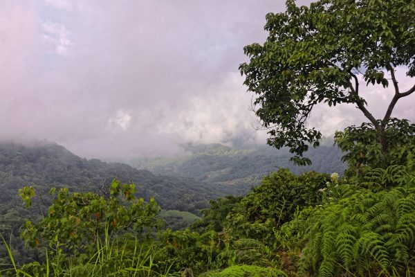 Wide angle shot of several trees in the forest on the mountain